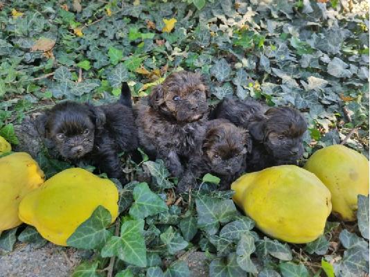 PoulaTo: Μικροσκοπικά poodles