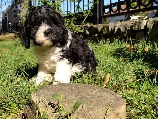 Τρίχρωμο κουτάβι CAVAPOO