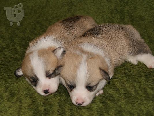 Ουαλικό Corgi Pembroke κουτάβια