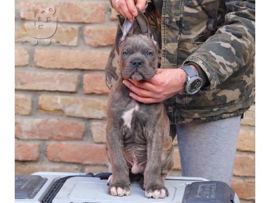 Cane Corso κουτάβια