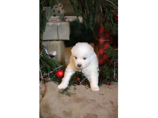 Samoyed κουτάβια