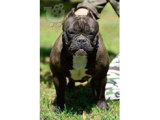 Micro Bully κουτάβια προς πώληση
