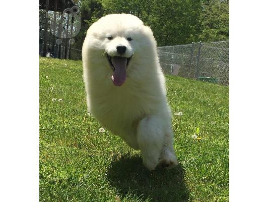 Samoyed θηλυκό προς πώληση