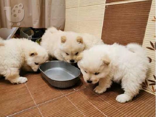 ΔΙΑΘΕΣΙΜΑ LOVELY CHOW CHOW PUPPY