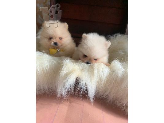 Γεια σας, εδώ έχουμε 2 υπέροχα κουτάβια Pomeranian, 1