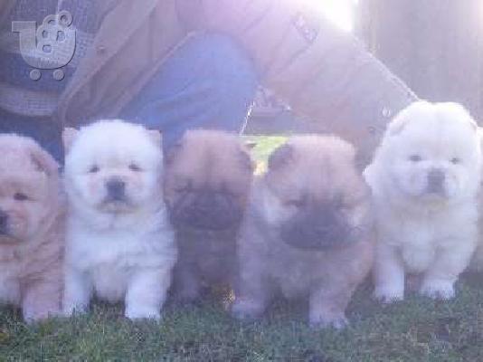PoulaTo: Πώληση Chow Chow