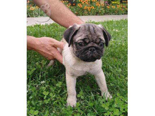 PoulaTo: Pug κουτάβια