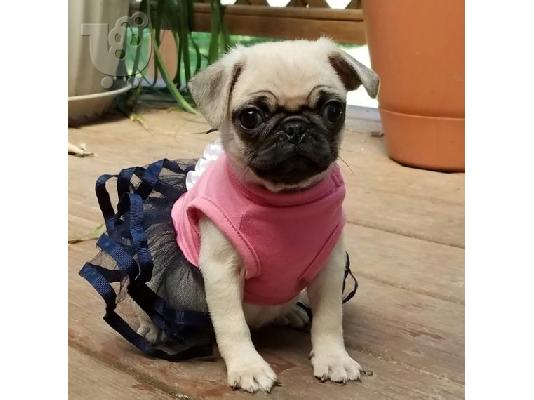 PoulaTo: γλυκά κουτάβια Pug προς πώληση