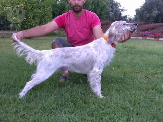 PoulaTo: Καθαροαιμο αγγλικο  σεττερ