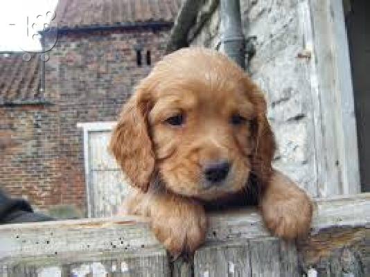 Cocker Spaniel Καθαροαιμα κουτάβια ευκαιρία Αθηνα 6988190151...