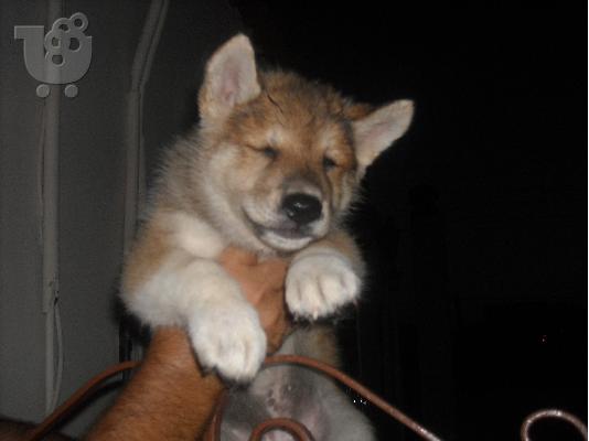 ΠΩΛΟΥΝΤΑΙ ΚΟΥΤΑΒΙΑ ΑΚΙΤΑ