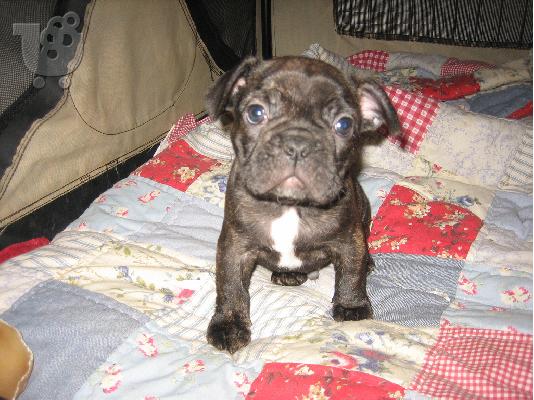 PoulaTo: French Bulldog