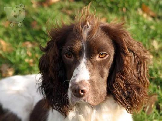 PoulaTo: springel spaniel