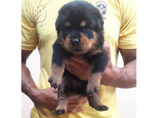 PoulaTo: Adorable Rottweiler Puppy For Sale
