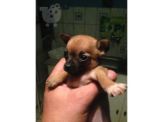 mikrosoma koritsakia