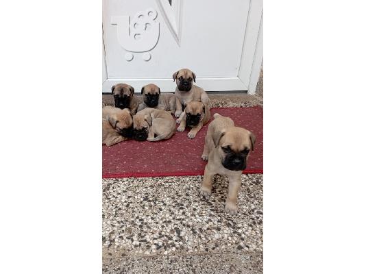Bullmastiff κουτάβια