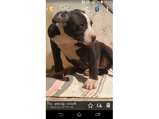 PoulaTo: KOUTAVIA PITBULL