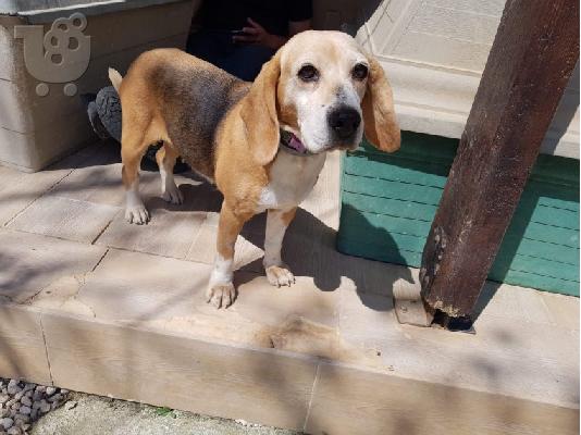 Πανέμορφα κουτάβια Beagle.