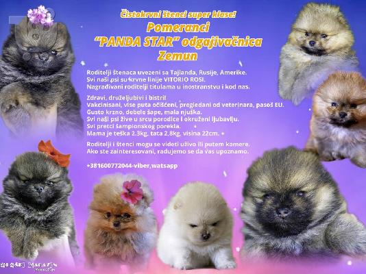 PoulaTo: Pomeranian Spitz κουτάβια