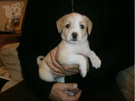 Κουταβακι 1.5 μηνα χαριζεται