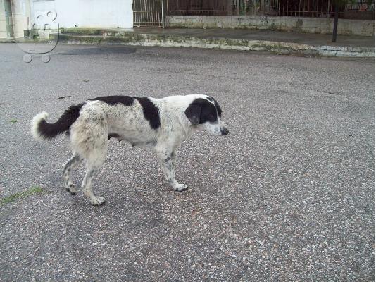 Μικροσωμο σκυλακι χαριζεται