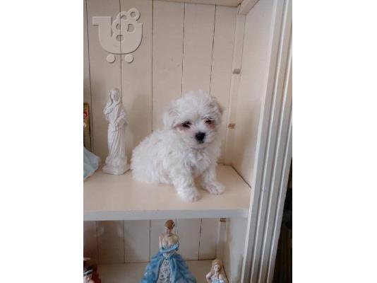 Bichon Μάλτα προς πώληση