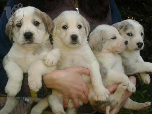 PoulaTo: ΠΟΙΜΕΝΙΚΑ Κ.ΑΣΙΑΣ