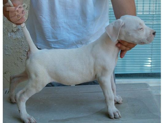 Dogo Argentino καθαρόαιμα επιλογής
