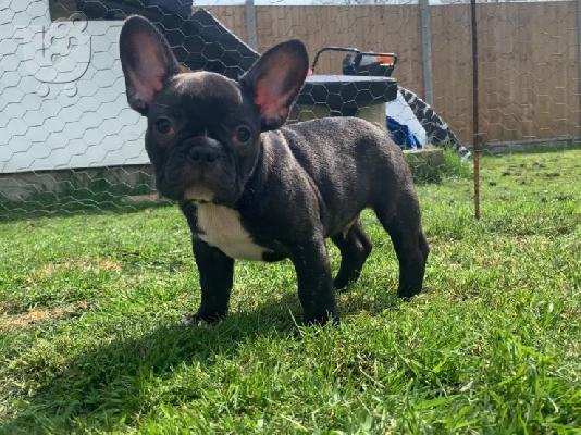 PoulaTo: κουτάβια σκυλιών frenchbull