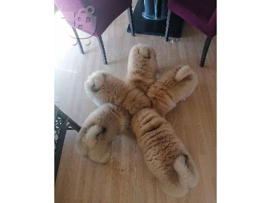 PoulaTo: Διατίθενται προς πώληση κουτάβια Chow chow