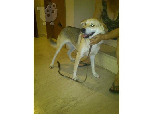 PoulaTo: Η Φοξη χαριζεται