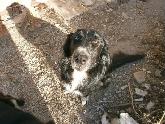 PoulaTo: Κουκλα Σκυλιτσα Ψαχνει Σπιτακι