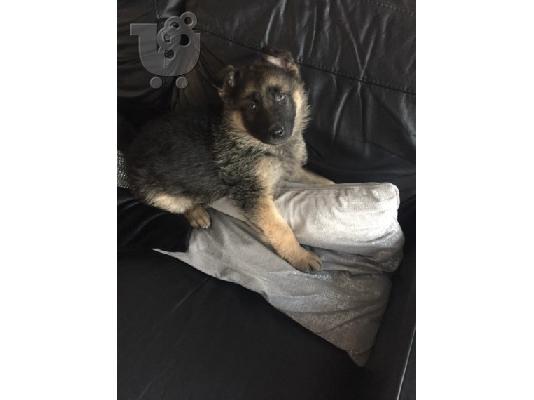 Boy German Shepards Έτοιμο