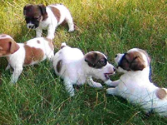 PoulaTo: Jack russell terrier καθαρόαιμα