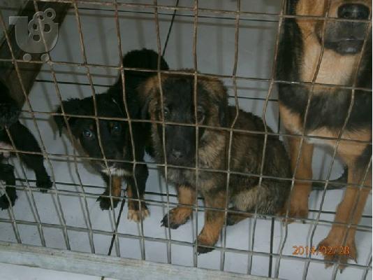 Κουταβακια χαριζονται