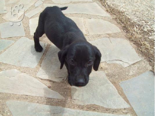 Κουταβουλες χαριζονται