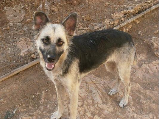 Λυκοσκυλιτσα χαριζεται