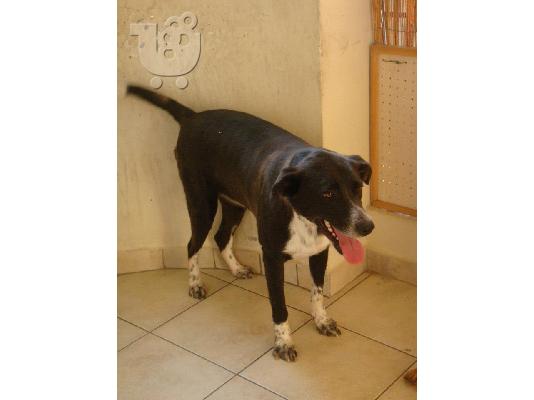 PoulaTo: Σκυλιτσα συντροφιας χαριζεται