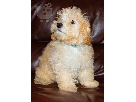 PoulaTo: Maltipo puppies ready 4 a new home