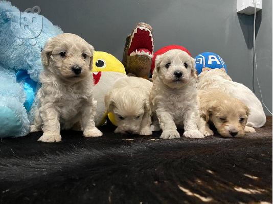 PoulaTo: Πώληση Maltipoo Puppysm