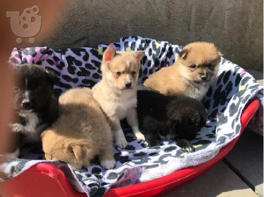 Γνήσια εκπληκτική Pomskies F1 προς πώληση