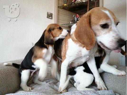 BEAGLE Κουτάβια διαθέσιμα