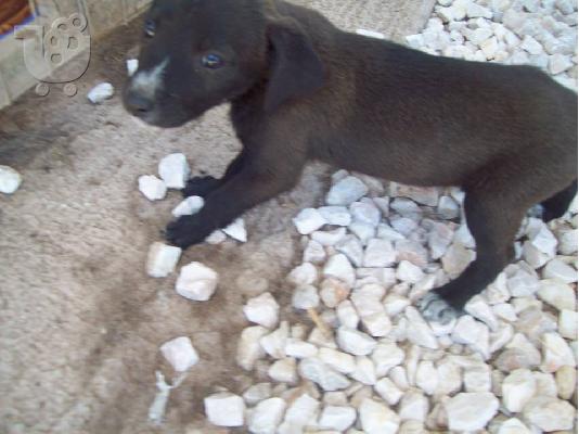 Κουταβακια χαριζονται