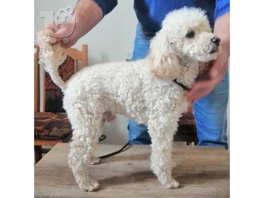 Αγορά poodle παιχνιδιών
