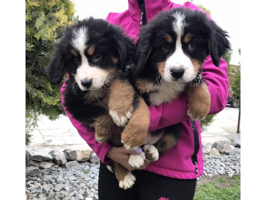 Κουτάβια Bernese Mountain Dog