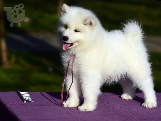 Samoyed κουτάβια