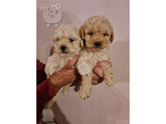 PoulaTo: Labradoodle κουτάβια