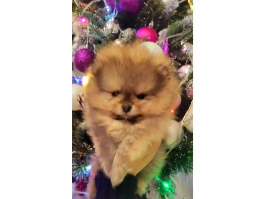 PoulaTo: Αρκουδάκια Pomeranian Κορυφαία ποιότητα