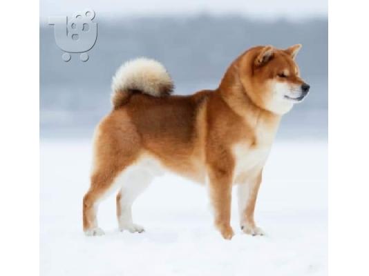 Shiba Inu κουτάβια