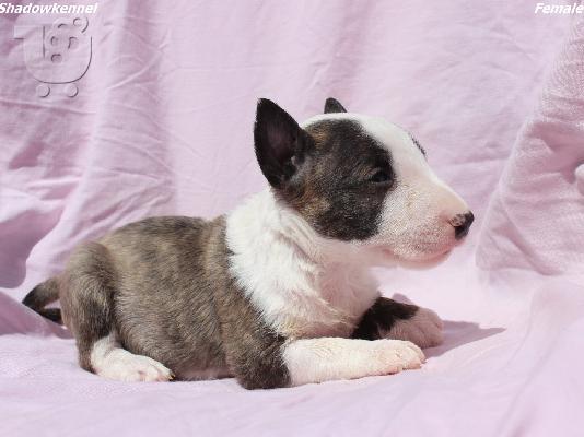 Κουτάβια Mini Bull Terrier